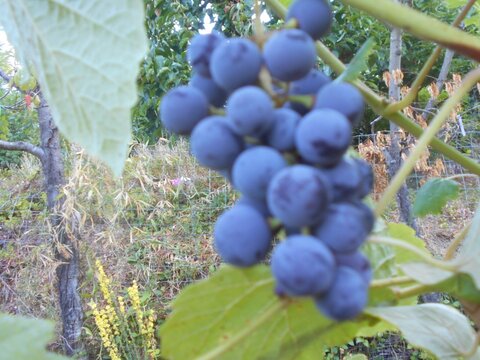 images/stories/virtuemart/product/Mars (Custom)